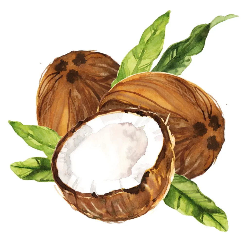 Coconuts with leaves illustration Wayfz Coconut Cracker